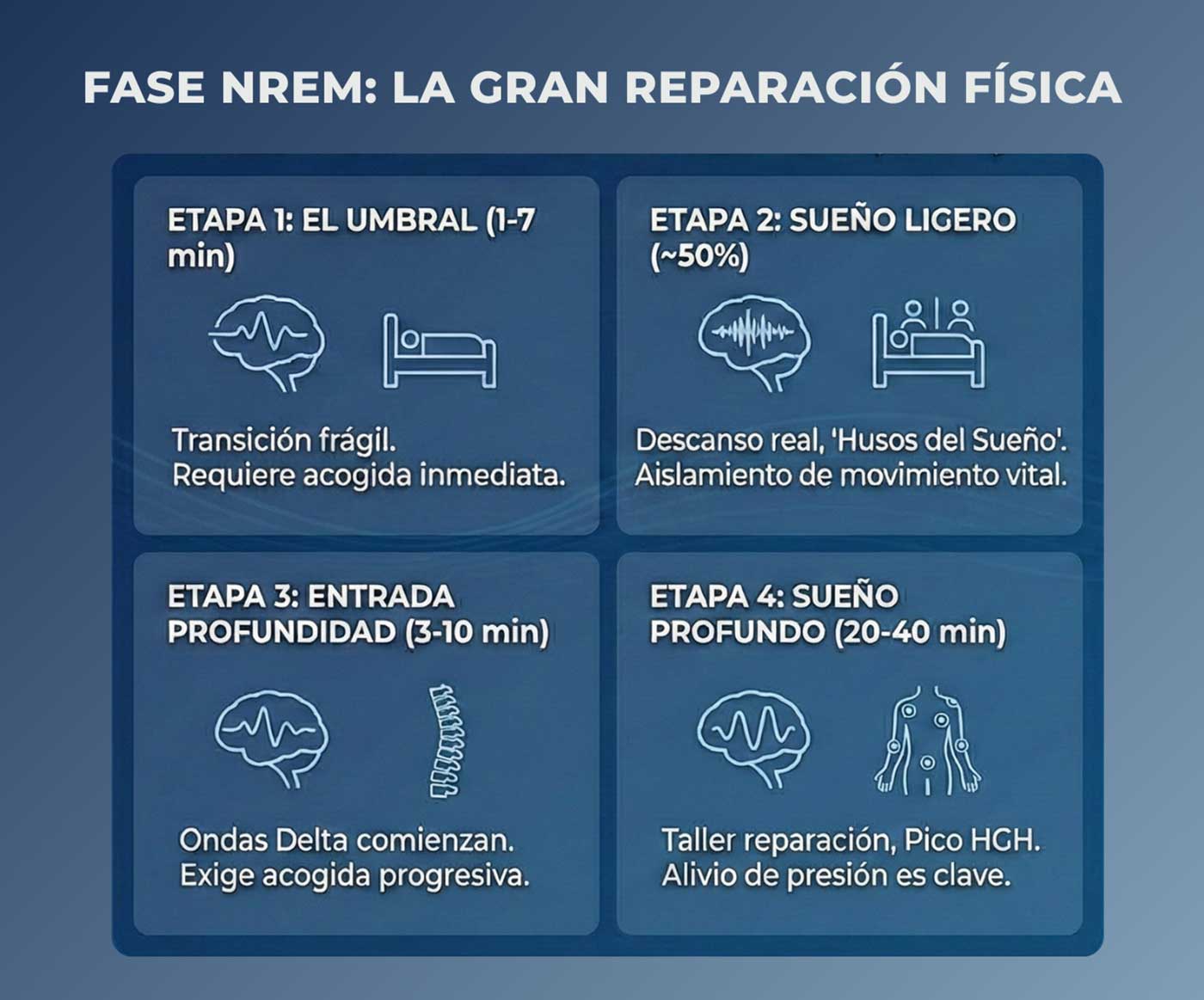 Fase NREM del sueño