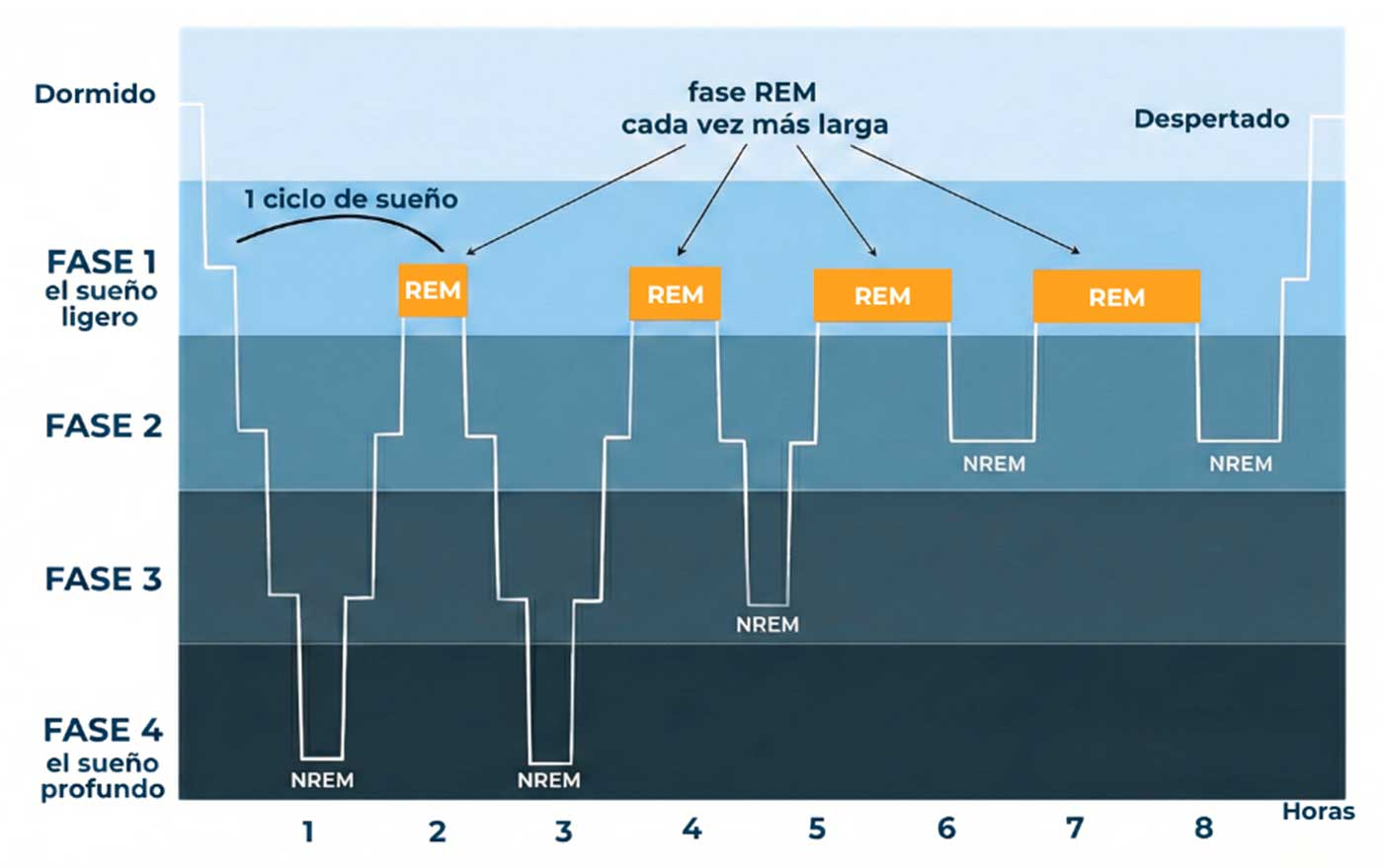 Evolución de la fase REM durante una noche de descanso reparador