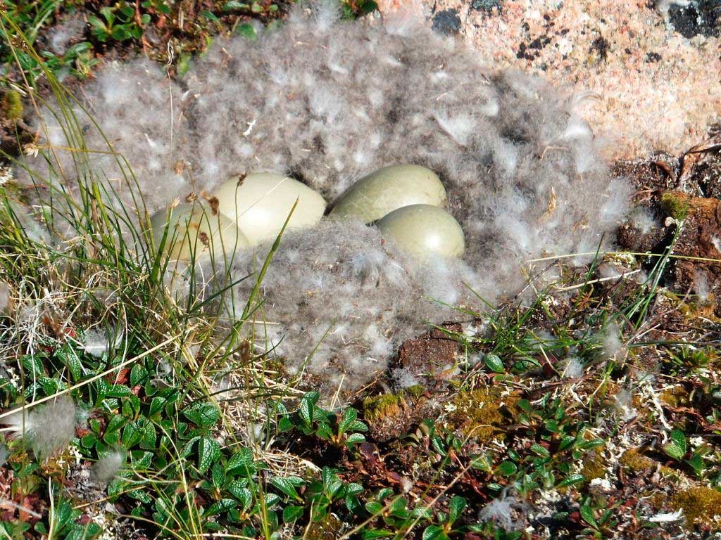 Nombre de origen vasco y una de las fibras naturales más cálidas del planeta ¿Qué es?