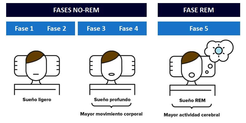 Las fases del sueño