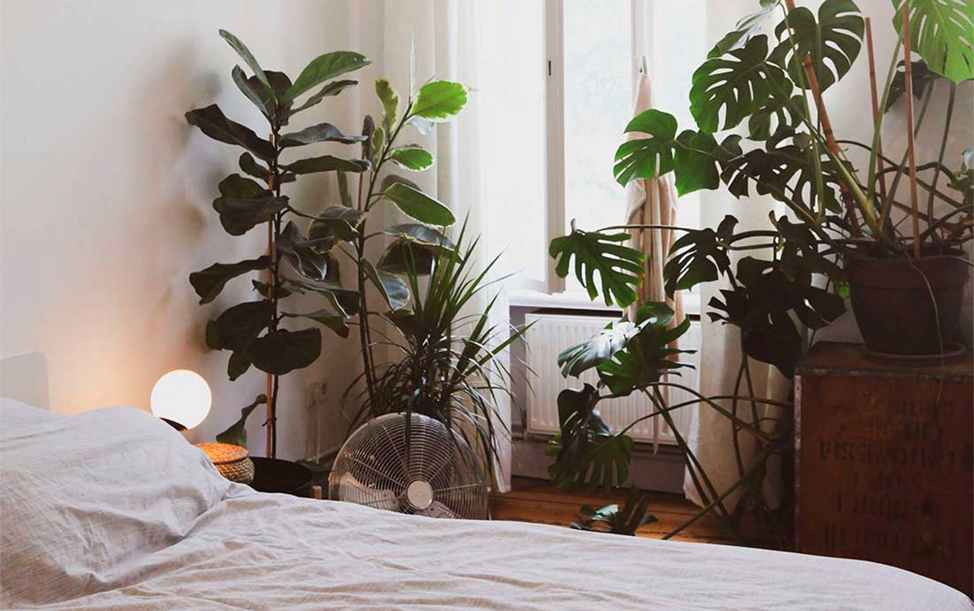 ¿Cómo afectan las plantas en el dormitorio a nuestro descanso?