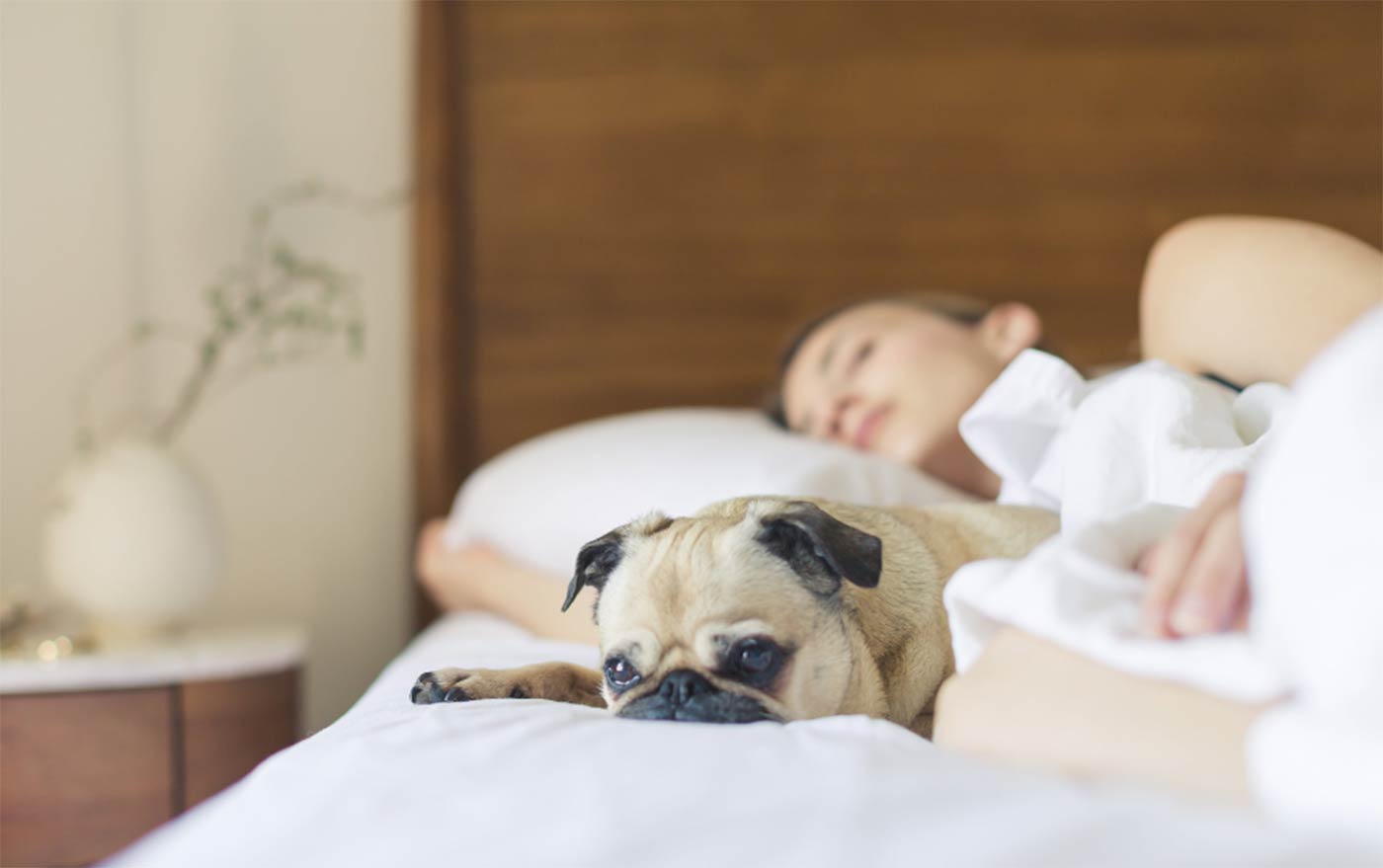 Adapta tu entorno de descanso para dormir con tu mascota con comodidad
