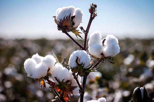 Fibras naturales de origen vegetal: Algodón