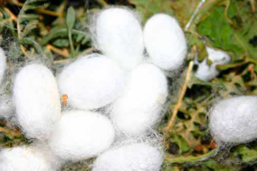 Fibras naturales de origen animal: Seda