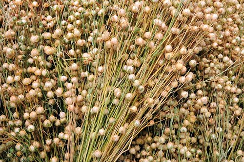 Fibras naturales de origen vegetal: Lino