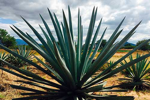 Fibras naturales de origen vegetal: Agave o sisal