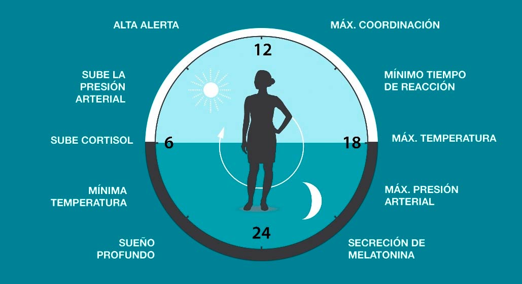 Los ciclos del sueño y la calidad del descanso. Elije calidad de vida con Suit Delux Los ciclos del sueño y la calidad del descanso. Elije calidad de vida con Suit Delux